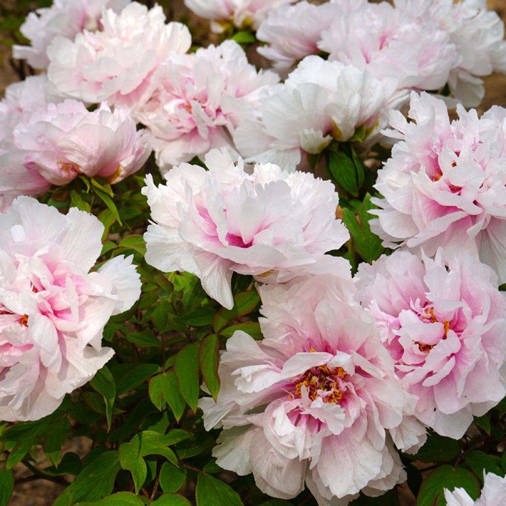 Paeonia suffruticosa Xue Ying Tao Hua - Boompioen