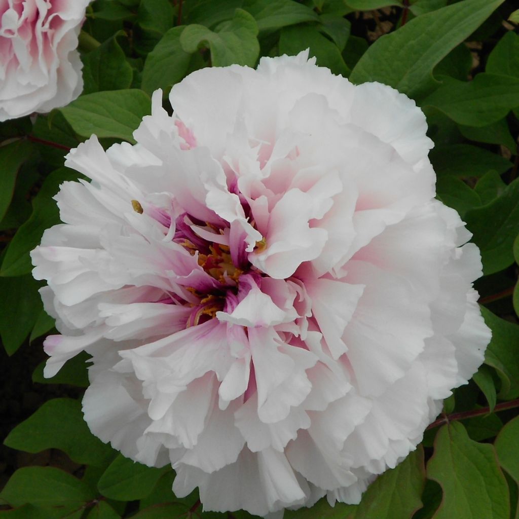 Paeonia suffruticosa Xue Ying Tao Hua - Boompioen