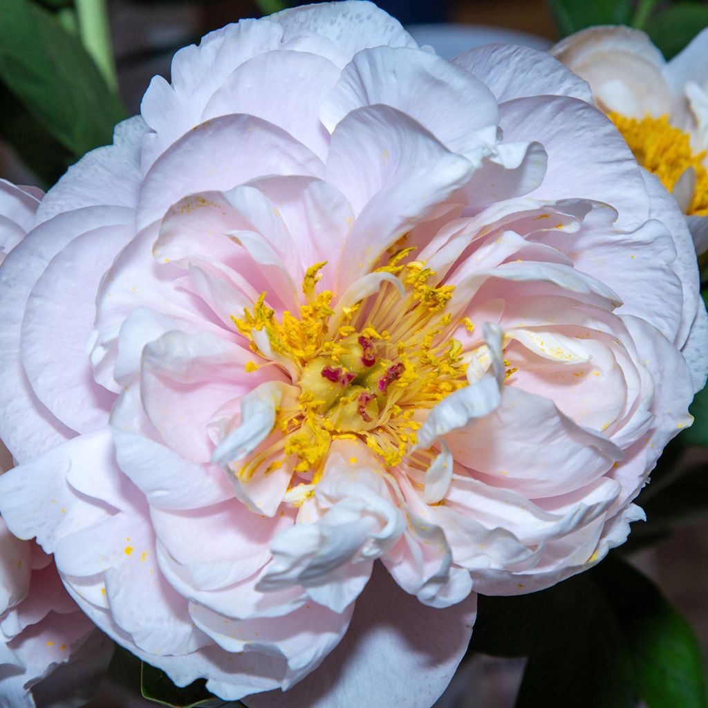 Paeonia Blushing Princess - Pioen