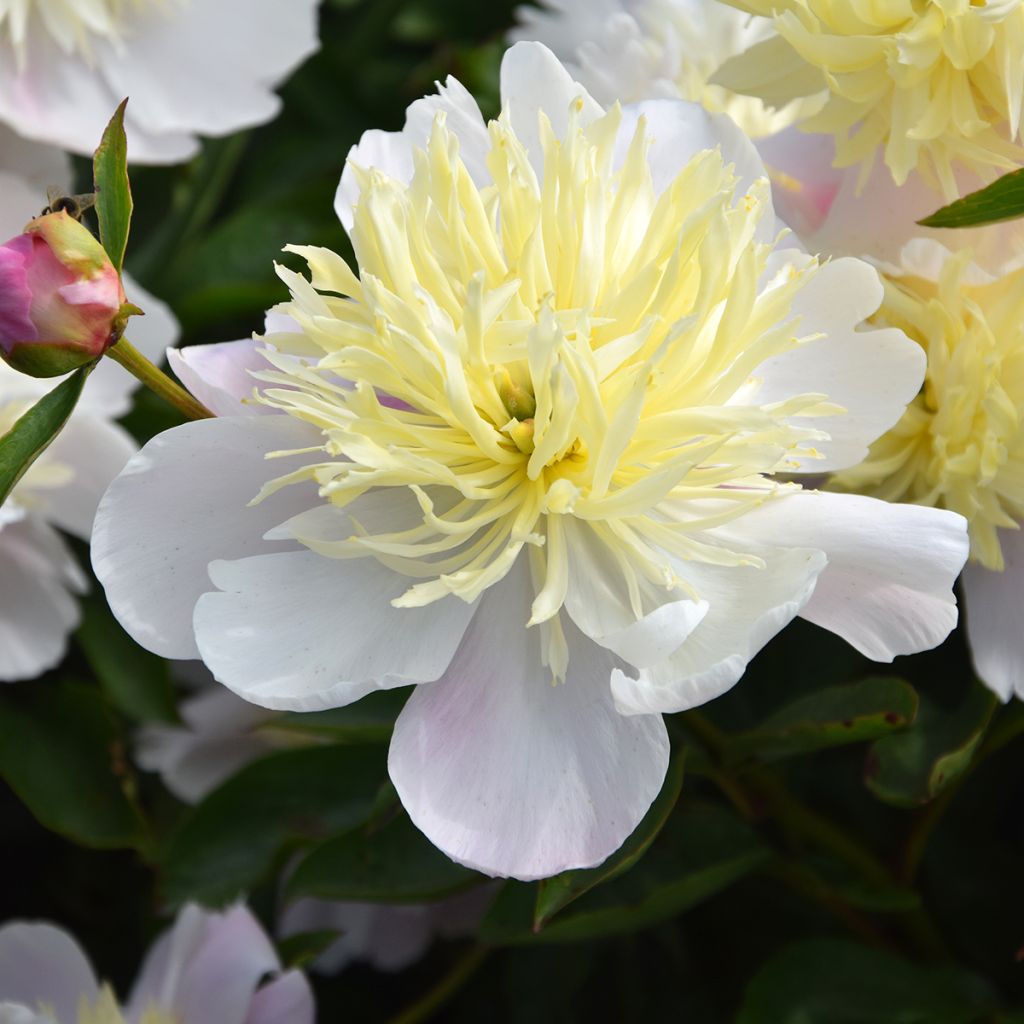 Paeonia lactiflora Butter Bowl - Pioenroos