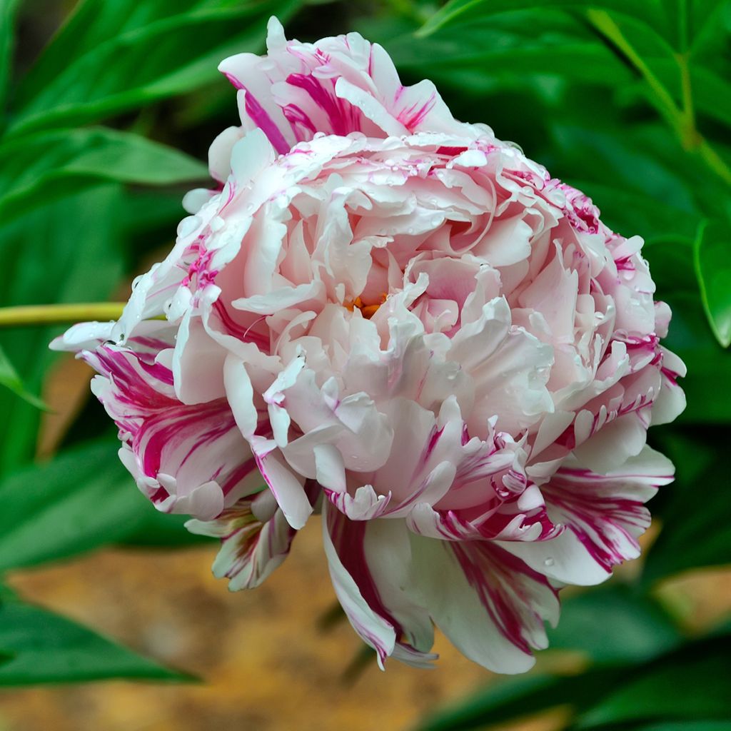 Paeonia lactiflora Candy Stripe - Pioen
