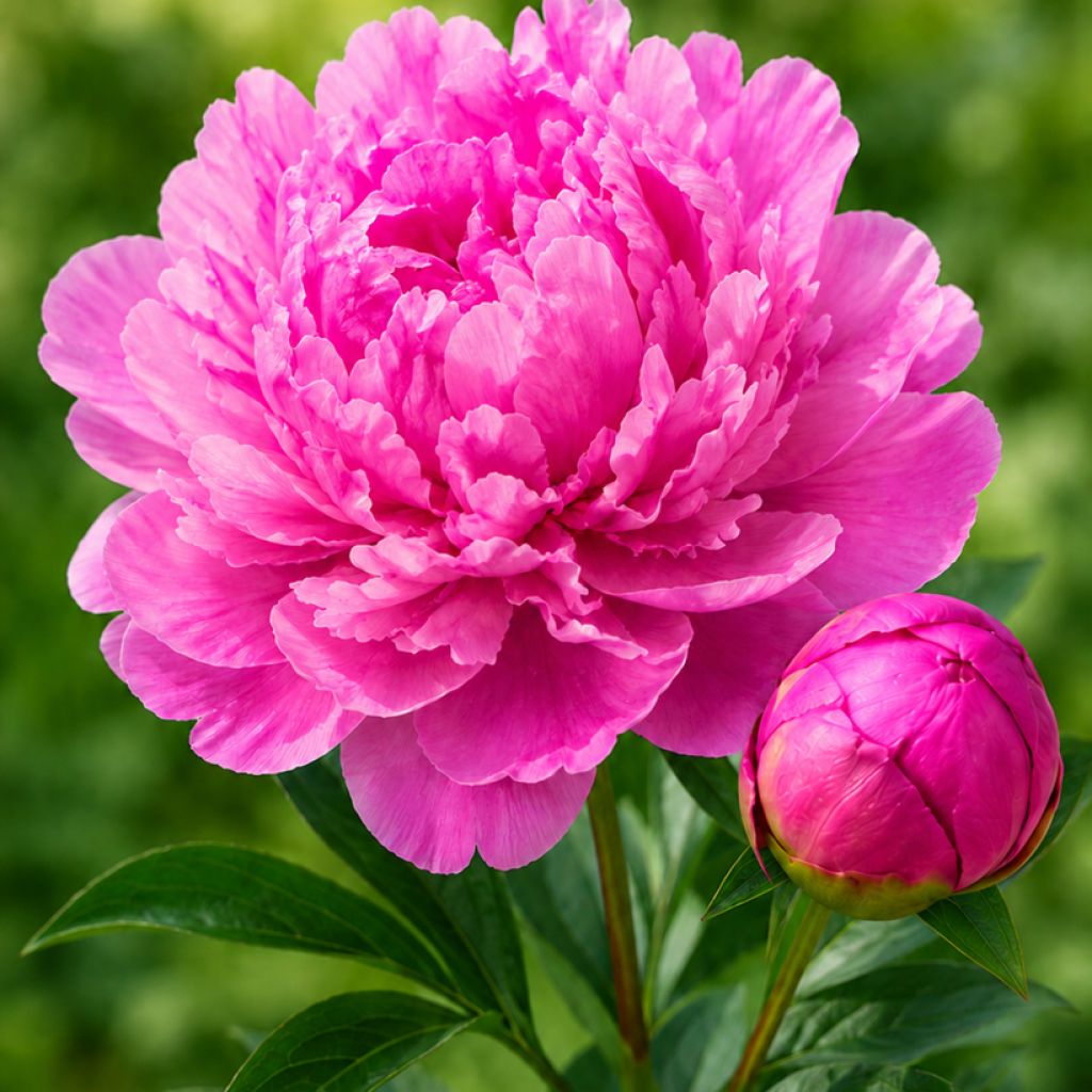 Paeonia lactiflora Glory Hallelujah - Pioenroos