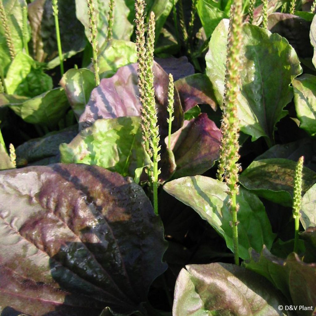 Plantago major Atropurpurea - Grand plantain pourpre