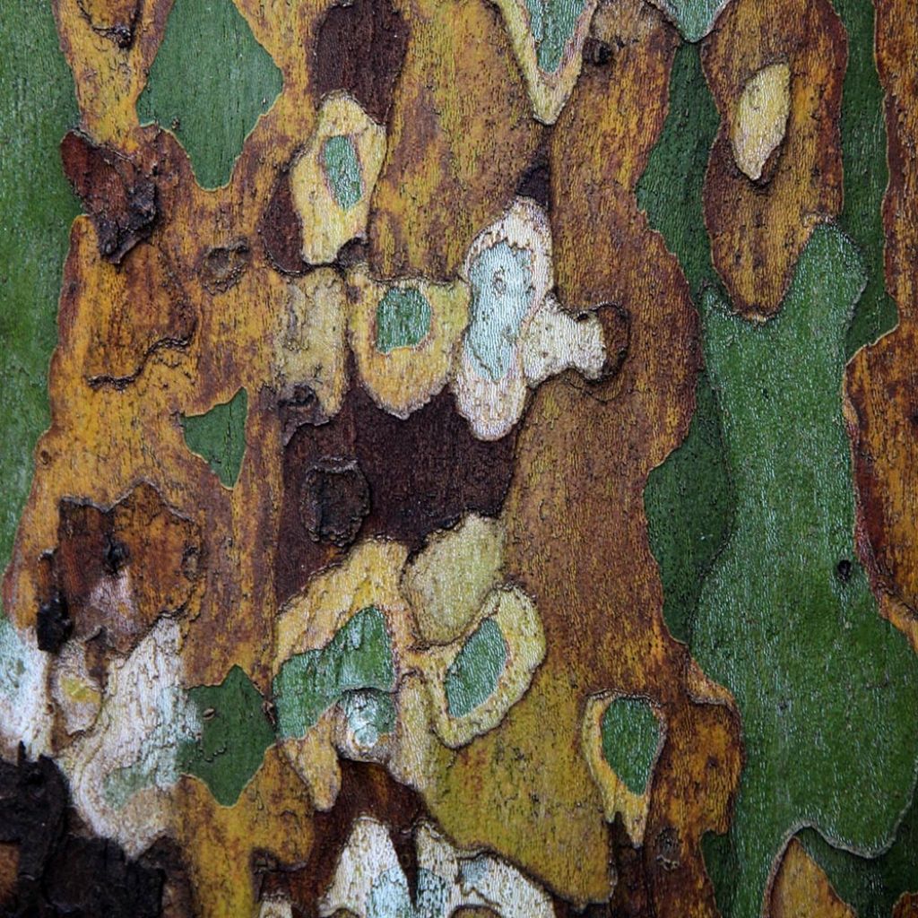 Platanus acerifolia - Gewone plataan