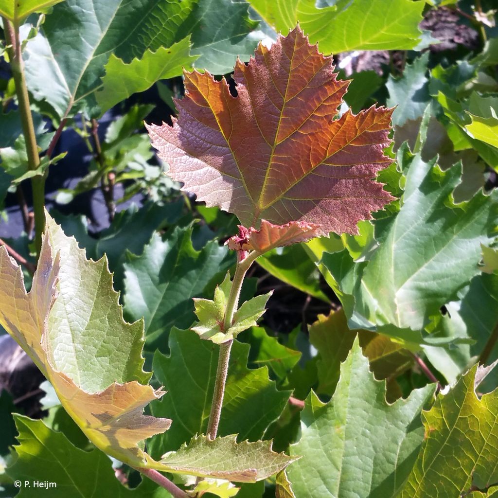 Platanus hispanica Spartan - Gewone plataan