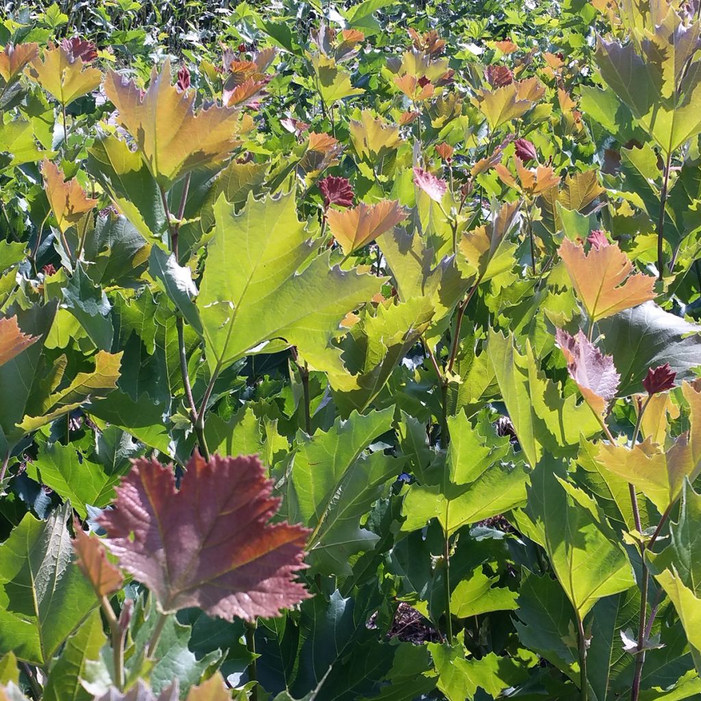 Platanus hispanica Spartan - Gewone plataan