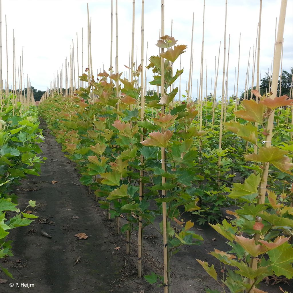 Platanus hispanica Spartan - Gewone plataan