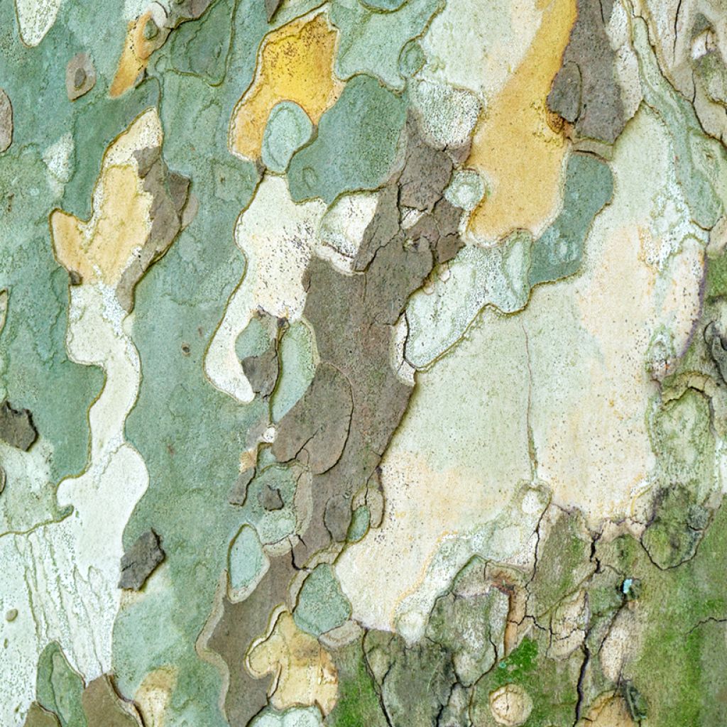 Platanus orientalis - Oosterse plataan