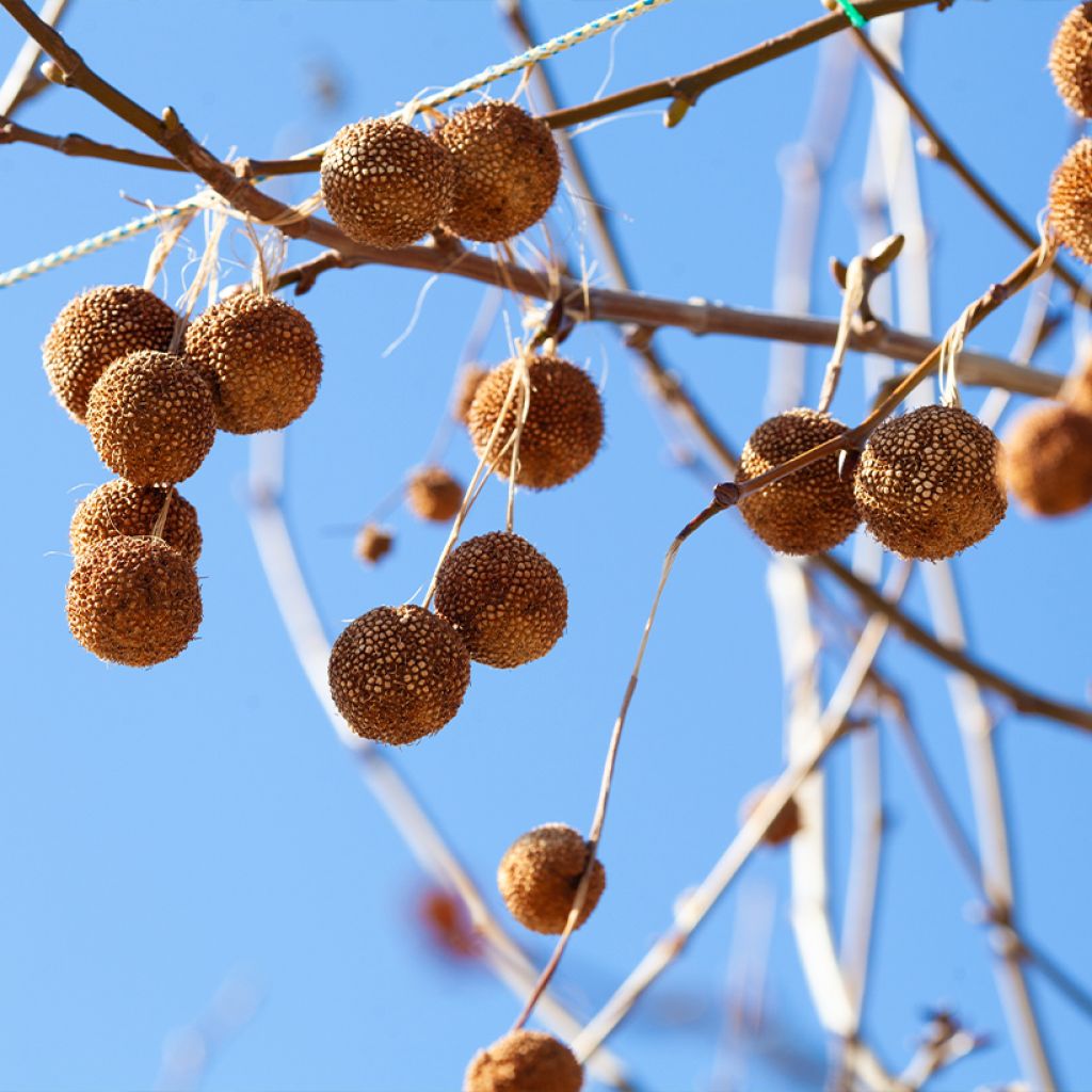 Platanus orientalis - Oosterse plataan