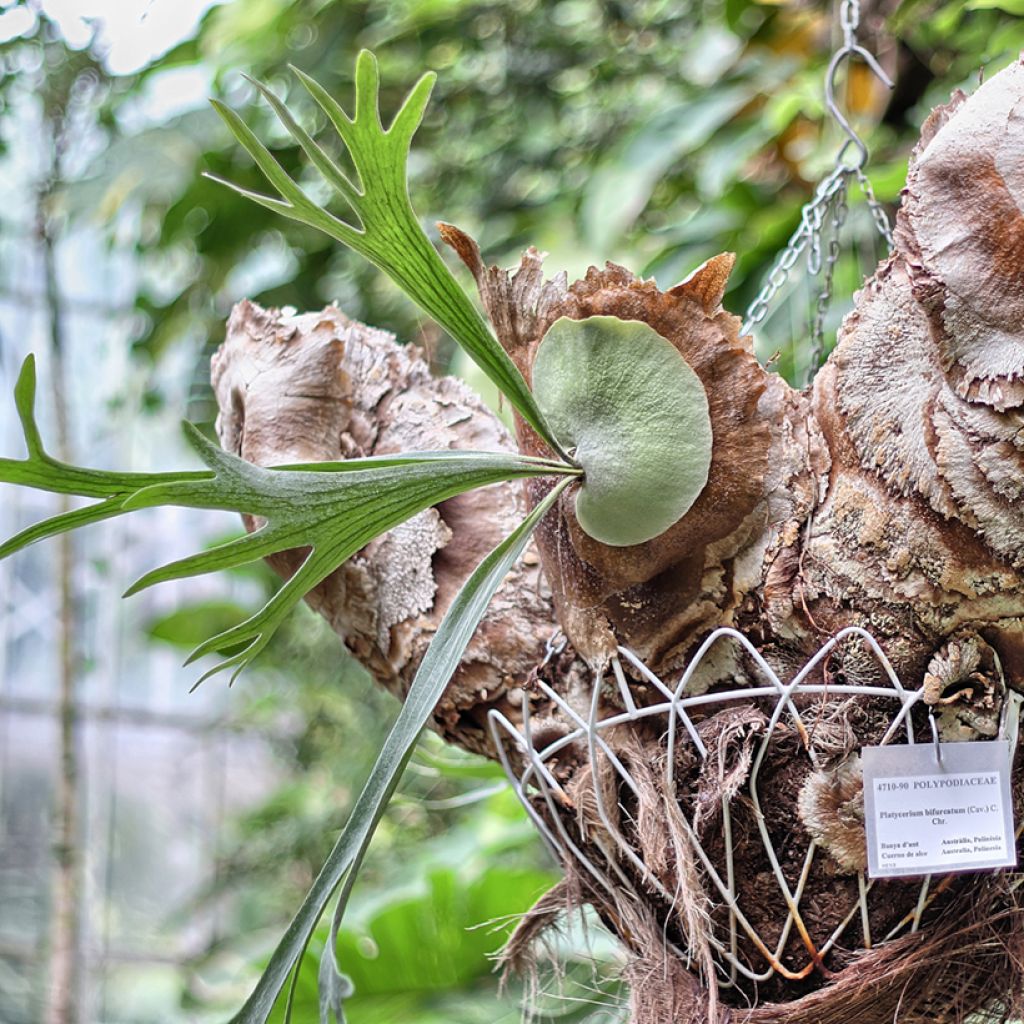 Platycerium bifurcatum - Hertshoornvaren