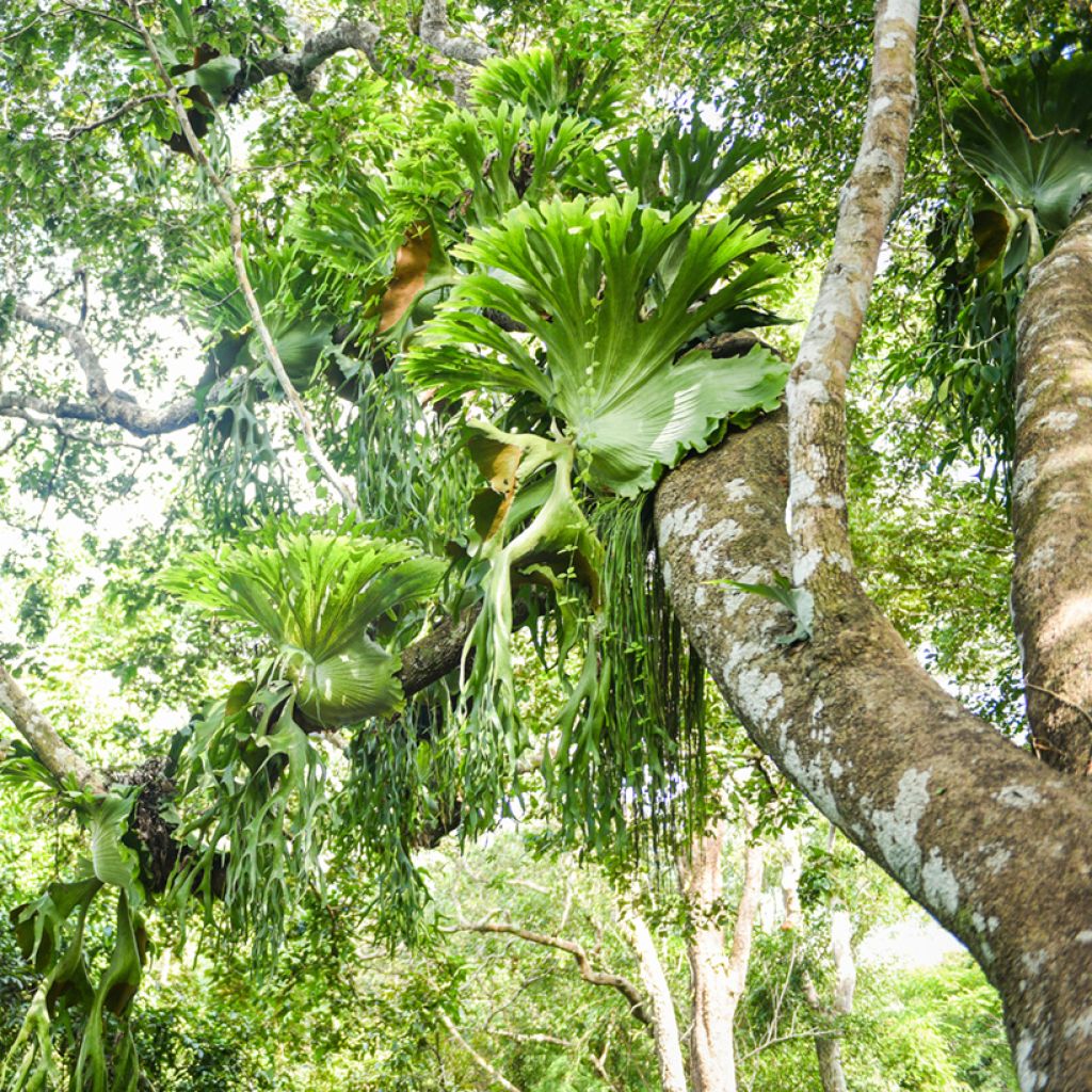 Platycerium bifurcatum - Hertshoornvaren