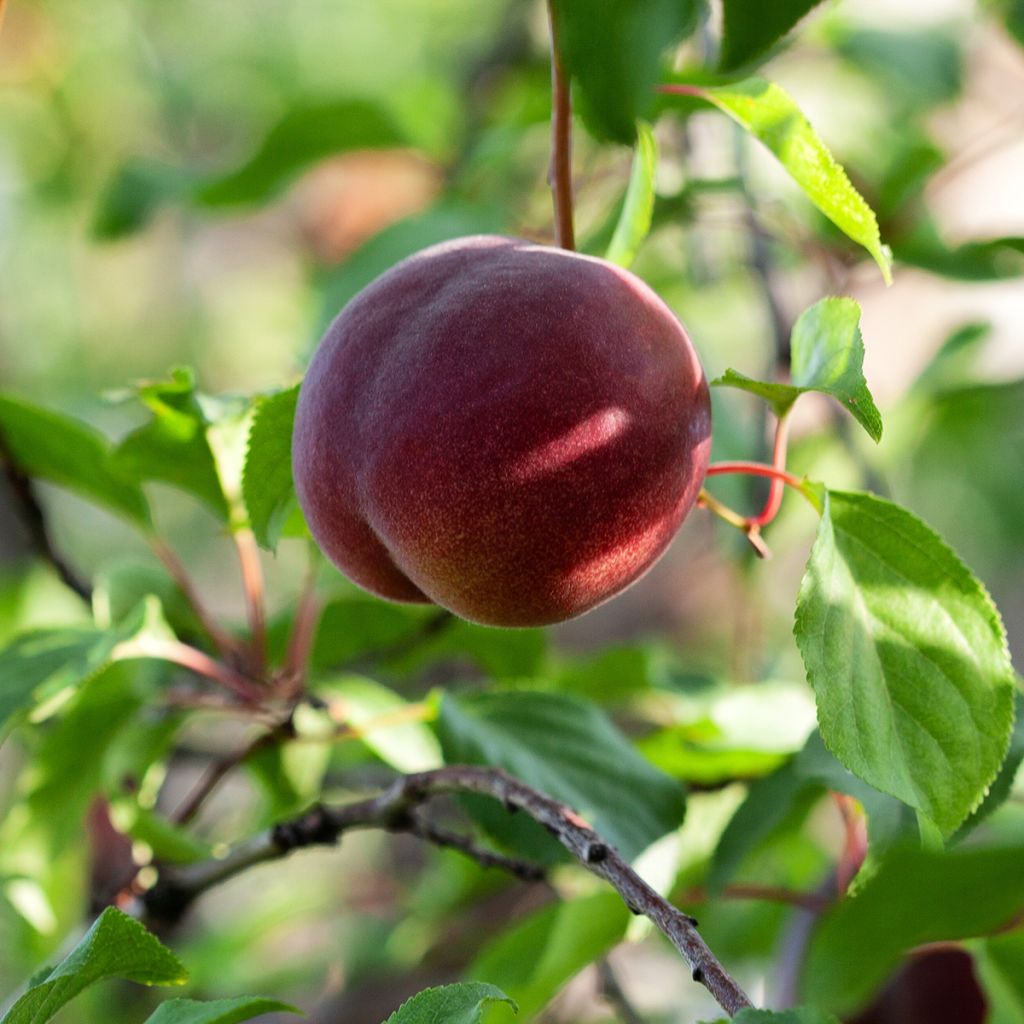 Plumcot Vesuviano