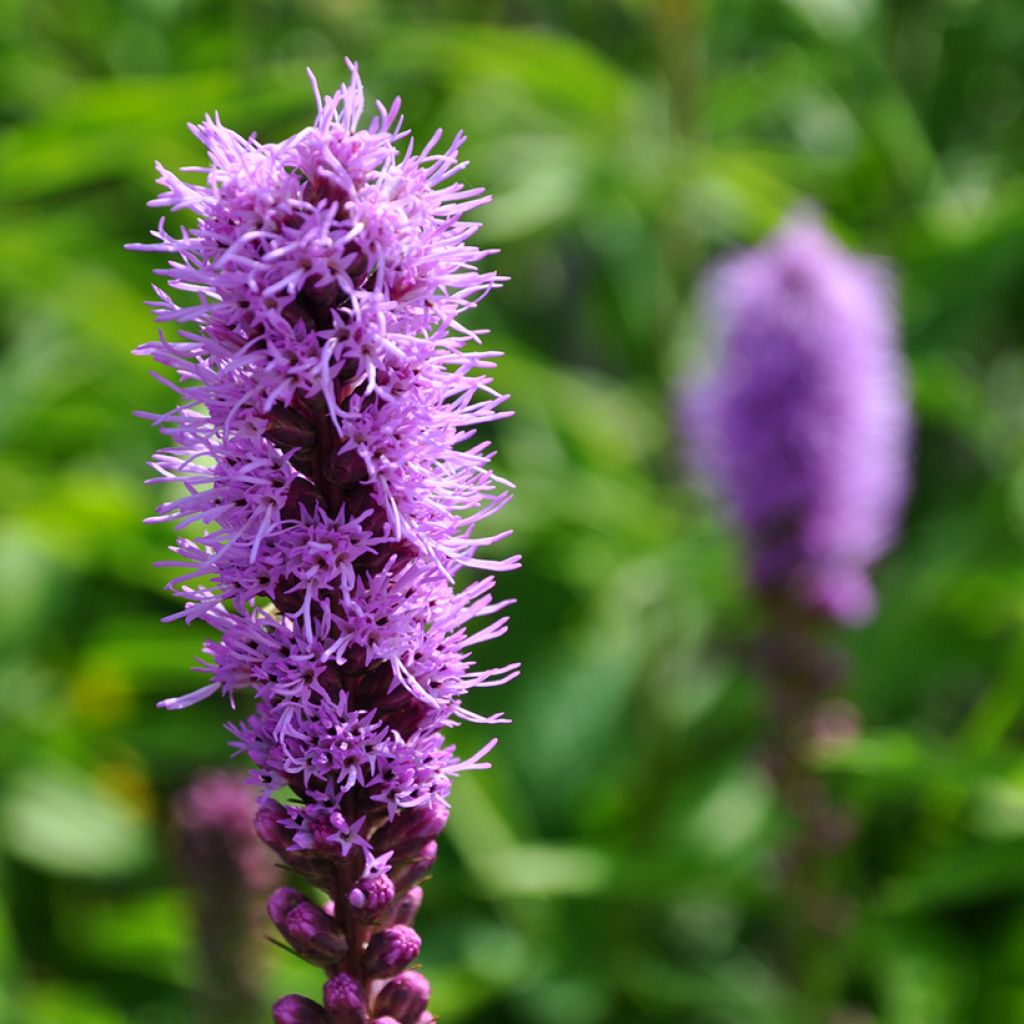 Liatris spicata Kobold - Knopige slangenwortel