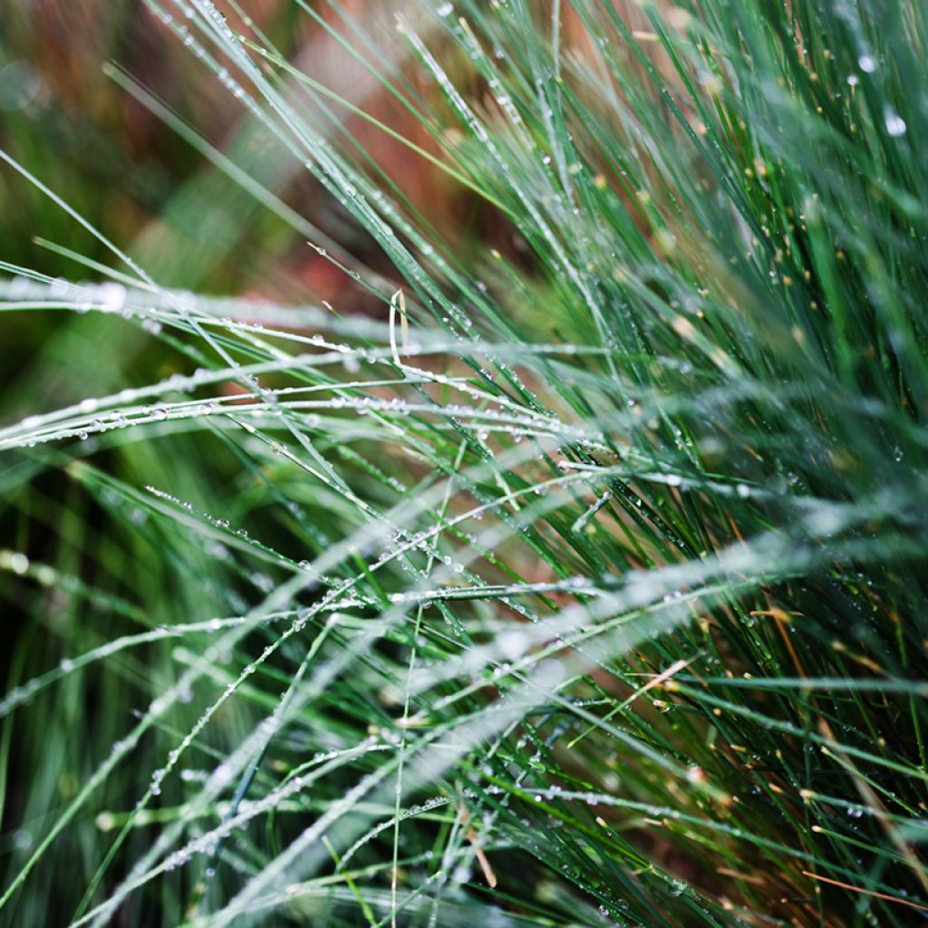 Poa glauca Blue Hills - Blauwzwenkgras