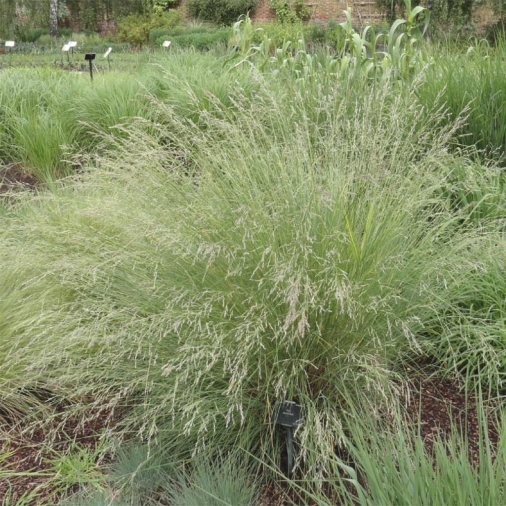 Poa labillardieri - Pâturin