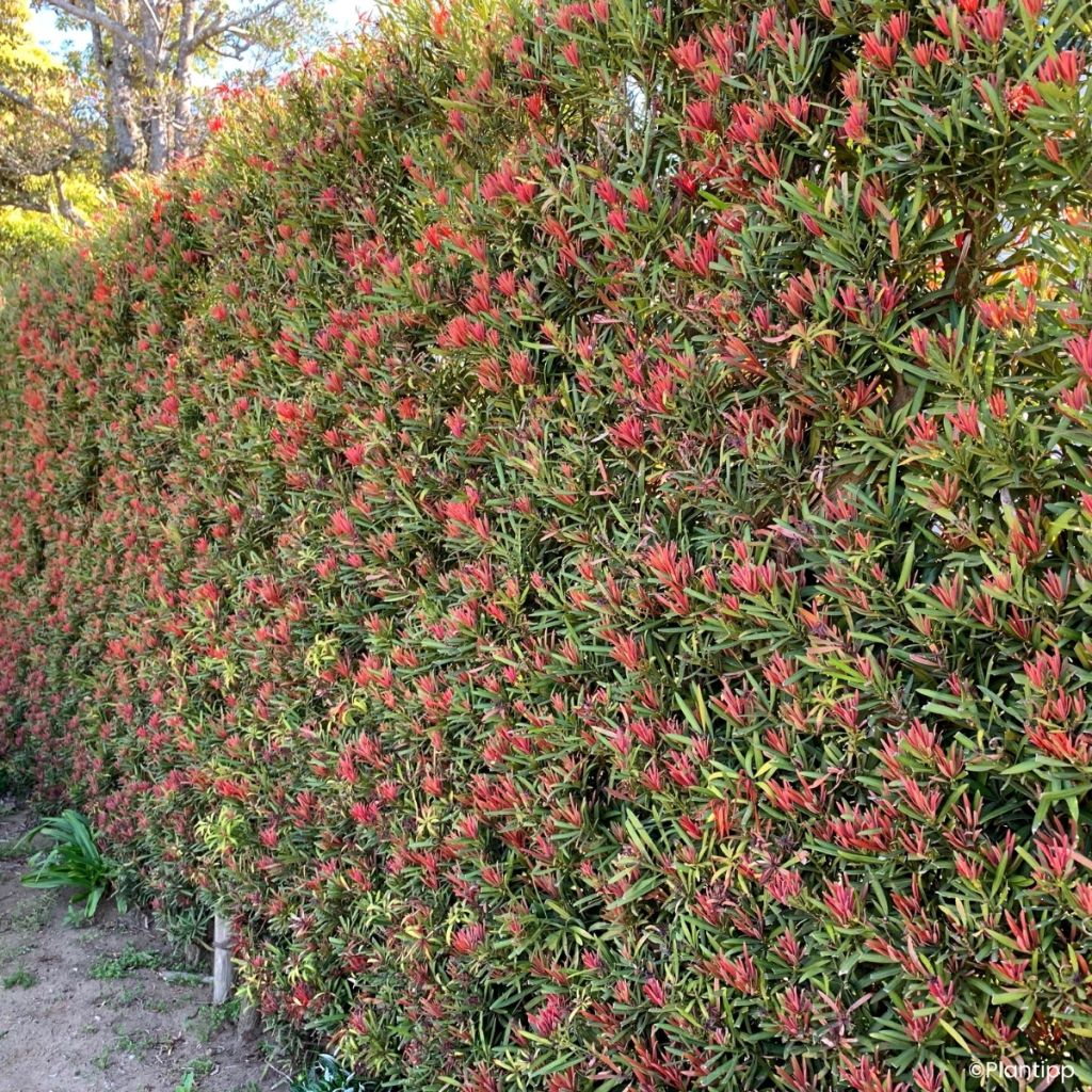 Podocarpus macrophyllus Mood Ring - Japanse boeddahden