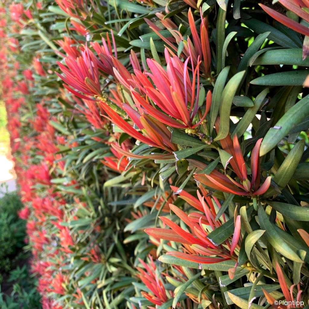 Podocarpus macrophyllus Mood Ring - Japanse boeddahden