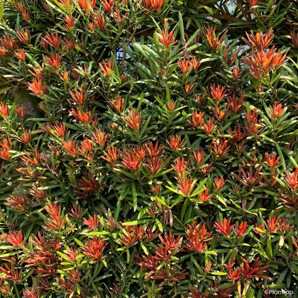 Podocarpus macrophyllus Mood Ring - Japanse boeddahden