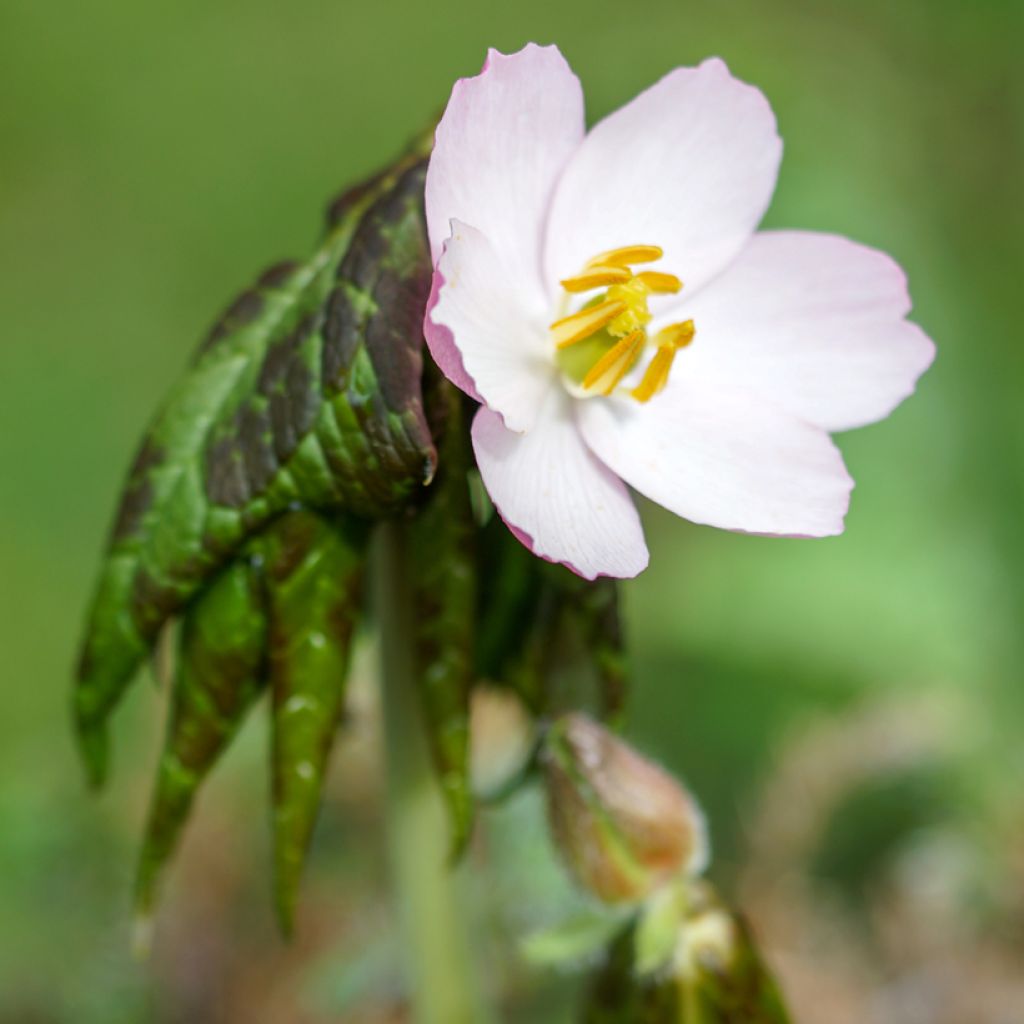 Podophyllum hexandrum - Indische alruinwortel