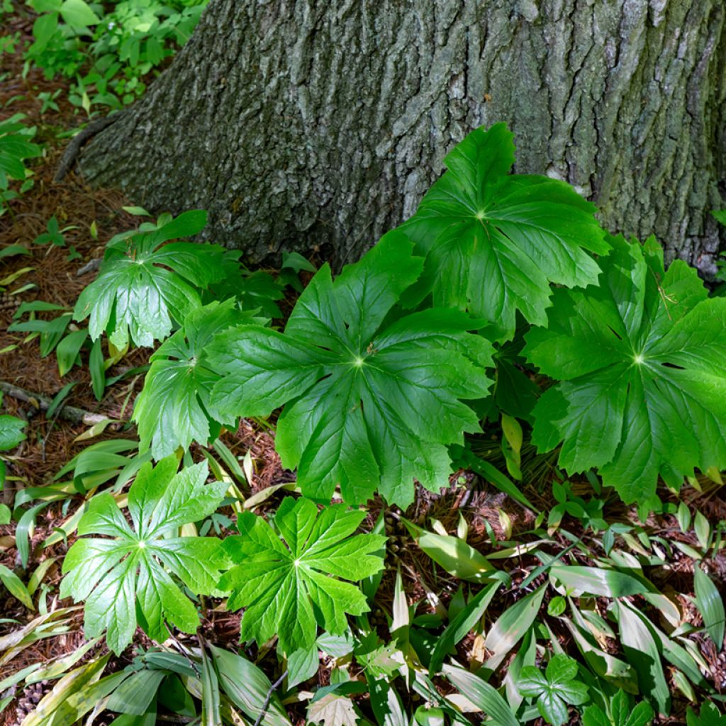 Podophyllum peltatum - Schildvoetblad