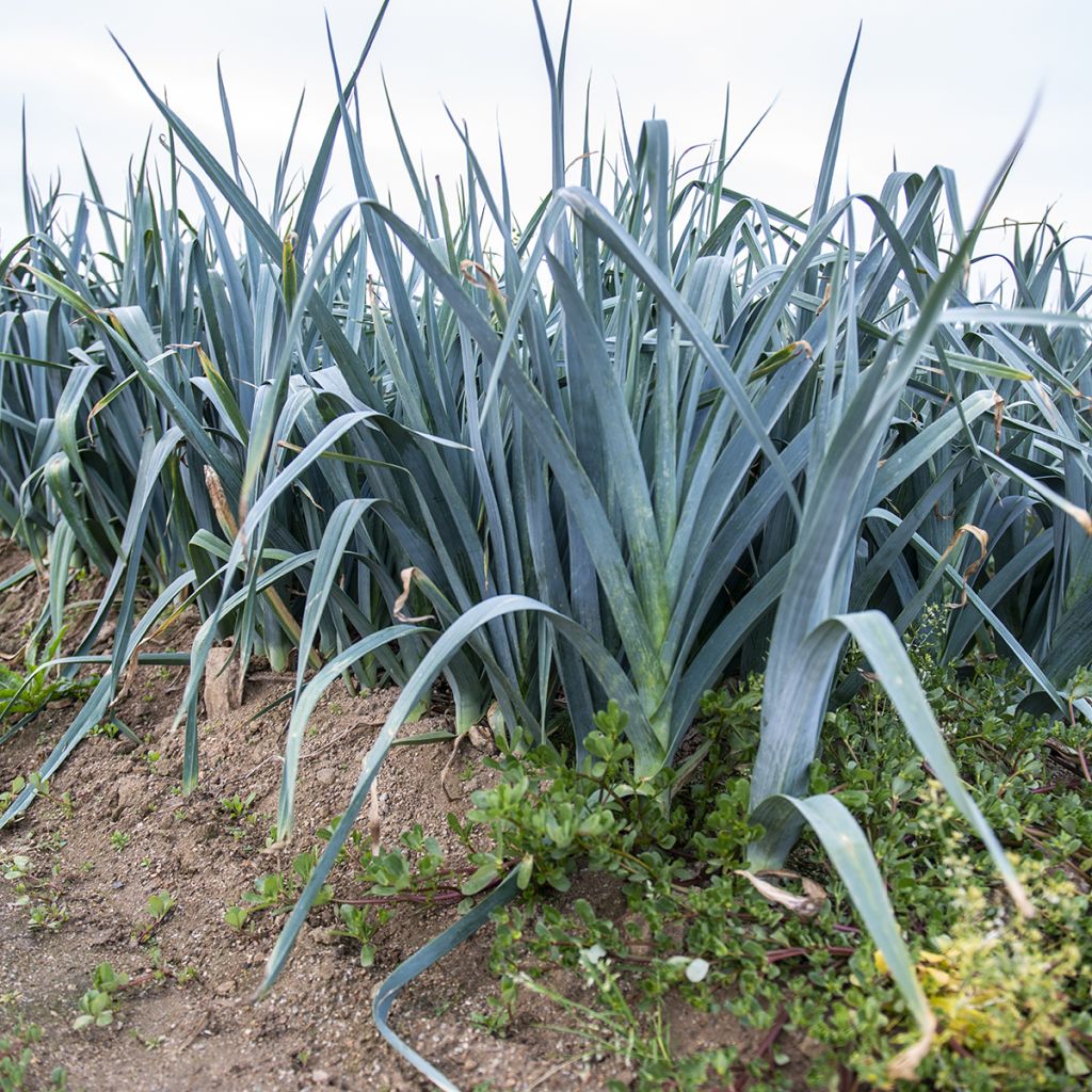 Prei Blauwe van Solaise (zaad)