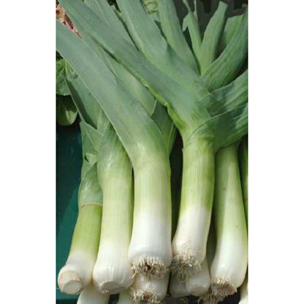 Prei Zwitserse Reuzen