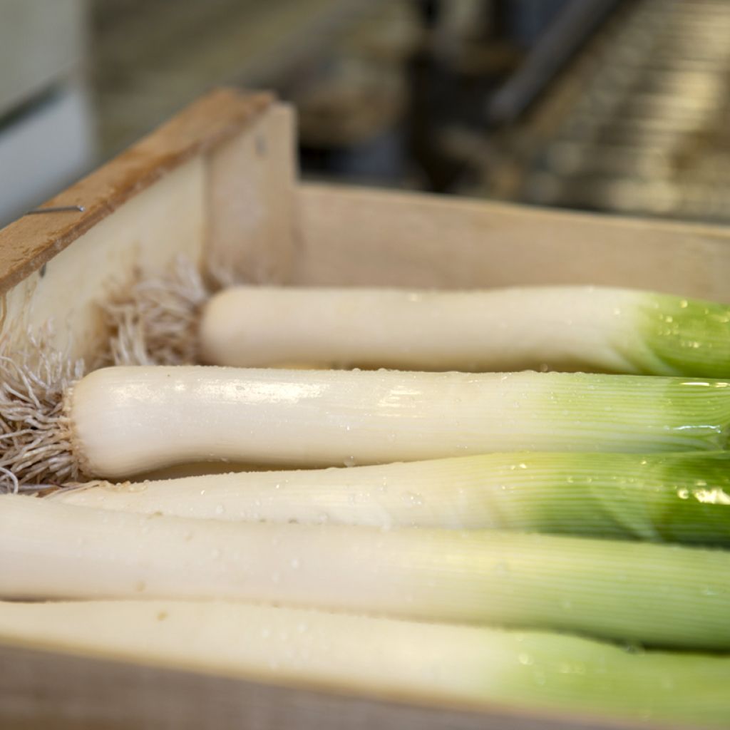 Prei Reuzenmonster van Elbeuf BIO