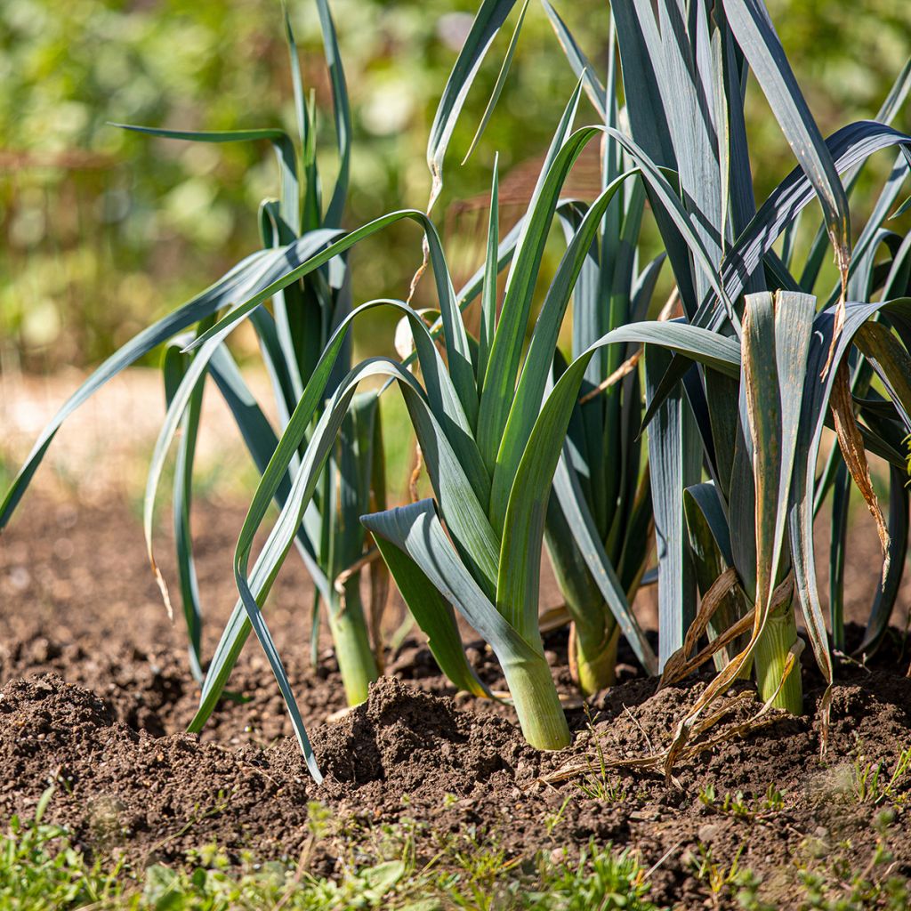 Winterprei Saint Victor BIO - Ferme de Sainte Marthe