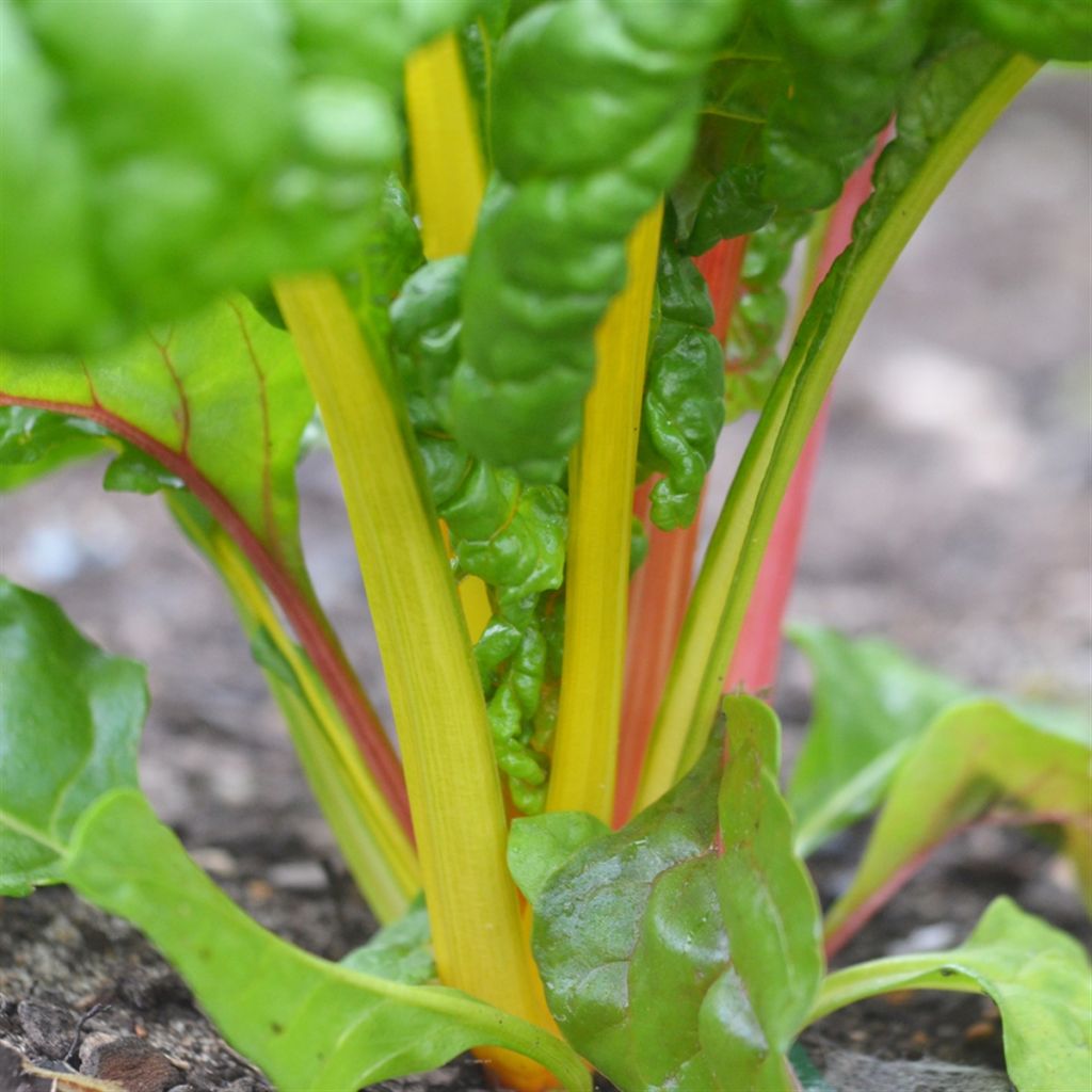 Poirée Bright Lights Bio - Ferme de Sainte Marthe