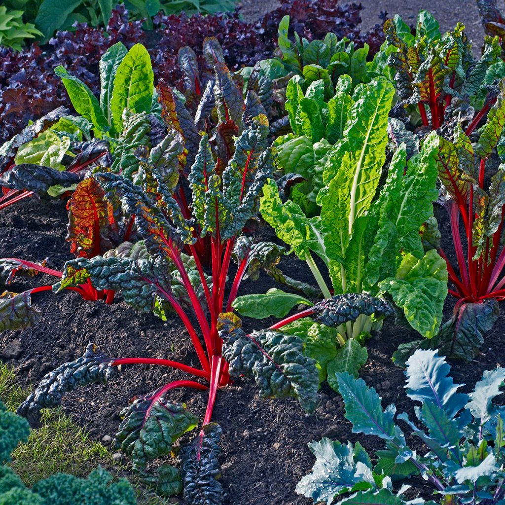 Snijbiet Bright Lights