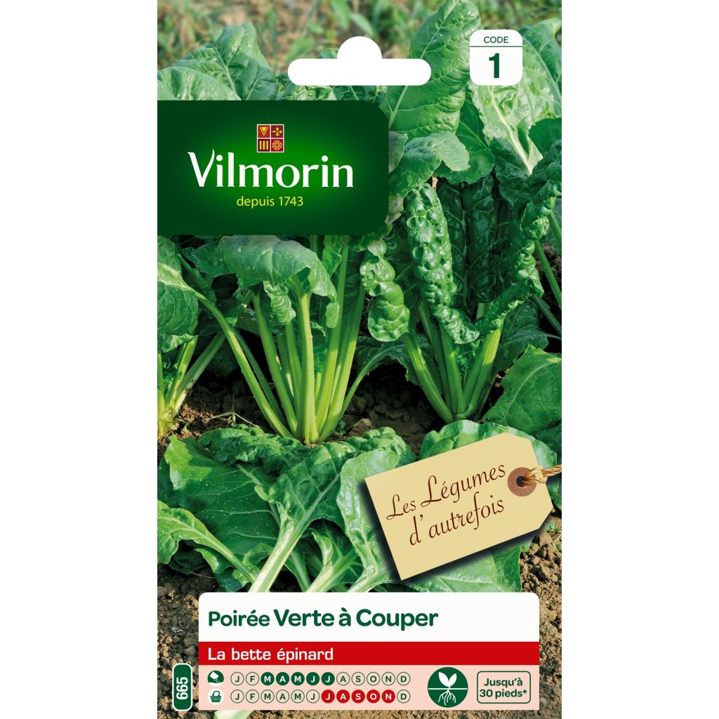 Snijbiet Vilmorin - Beta vulgaris