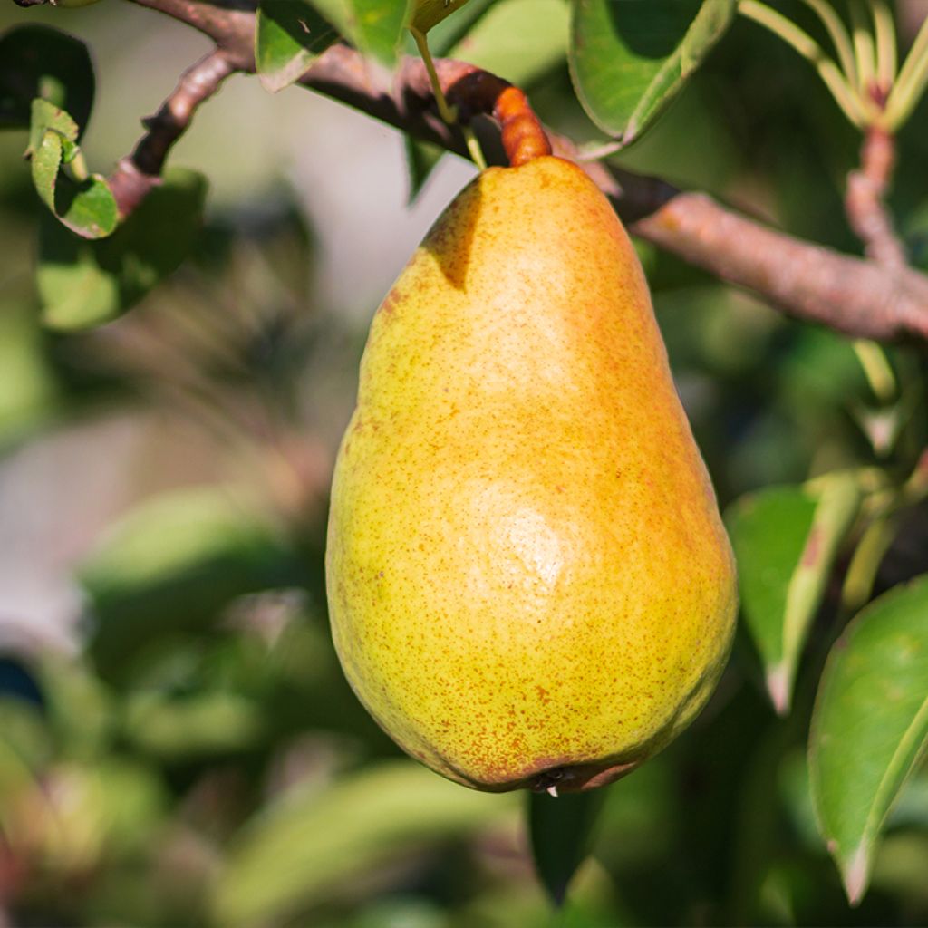 Poirier Beurré Lebrun