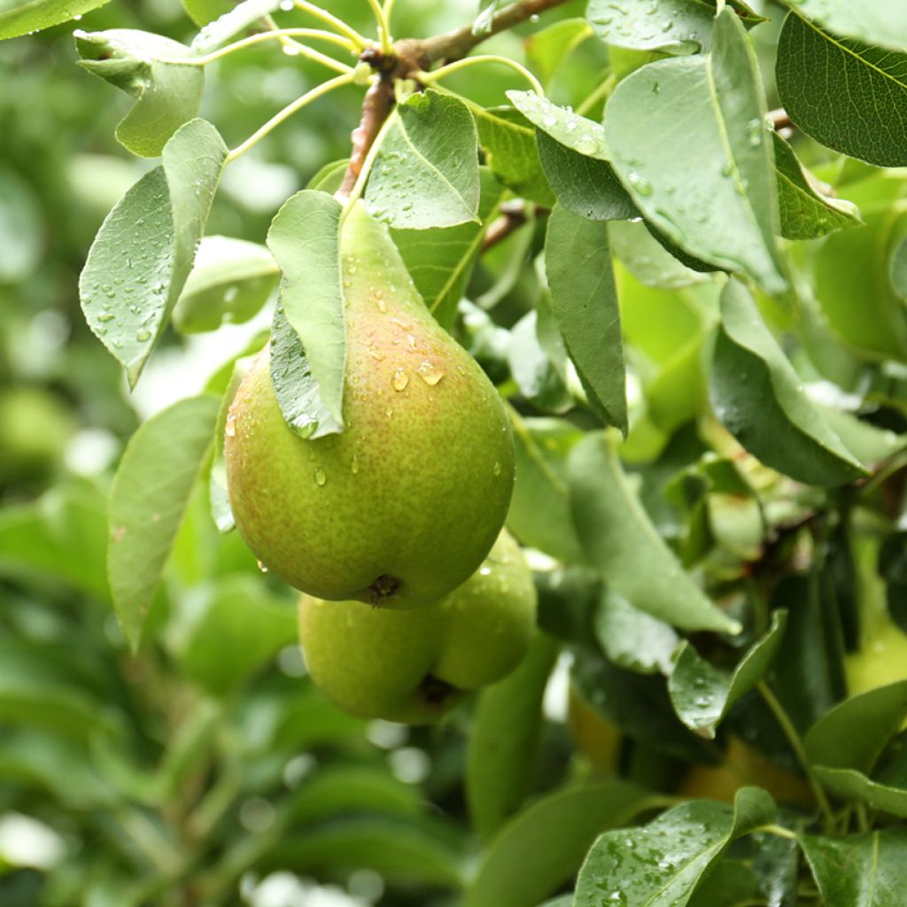 Poirier Curé ou Poire du Curé