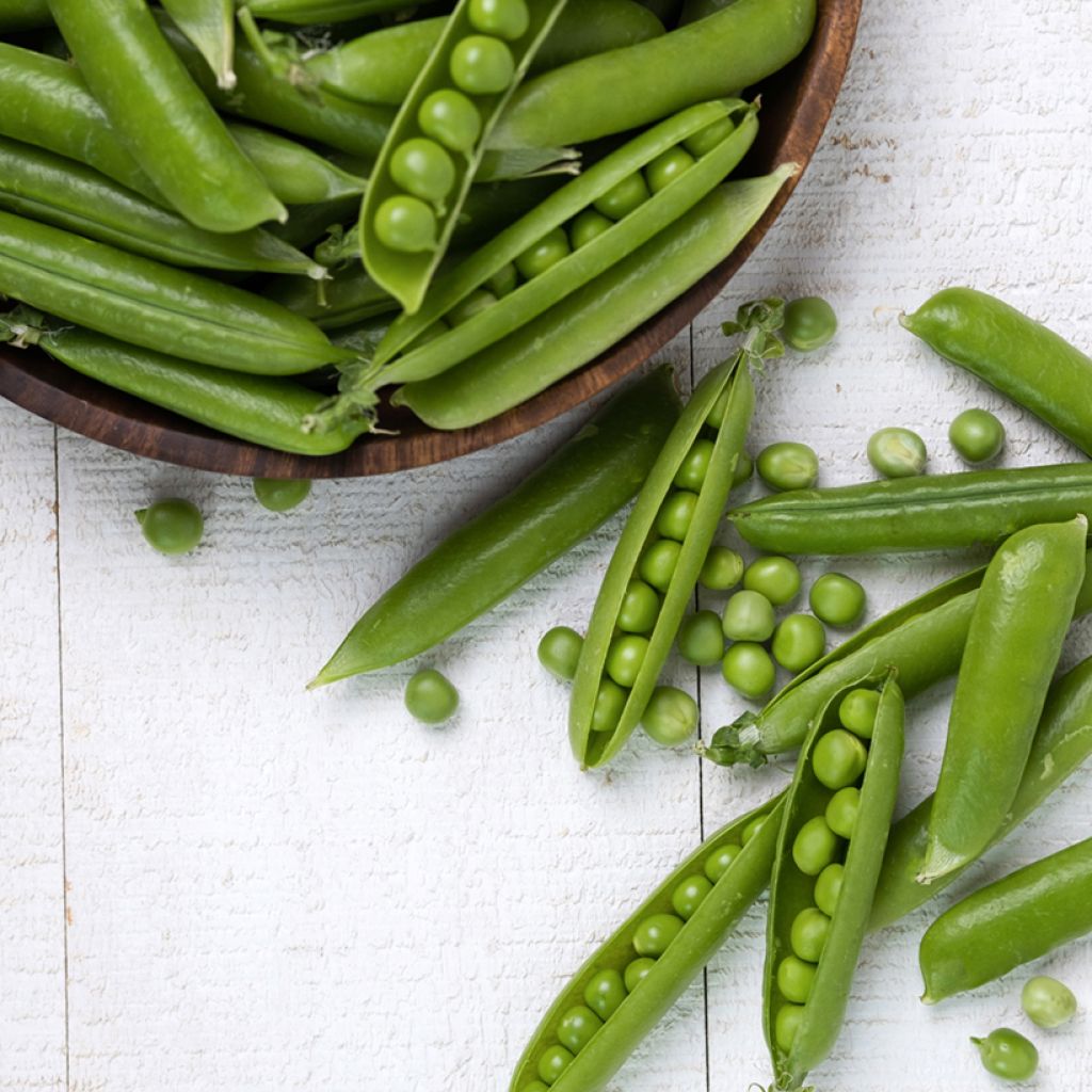 Rijsdoperwt Serpette Guilloteaux - Vilmorin