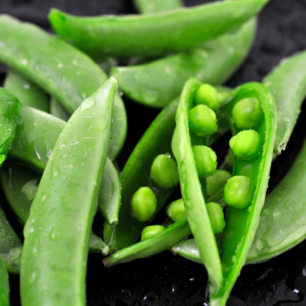 Doperwt Wonder van Kelvedon BIO