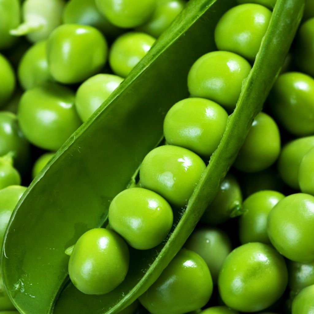 Doperwt Télévision - Vilmorin