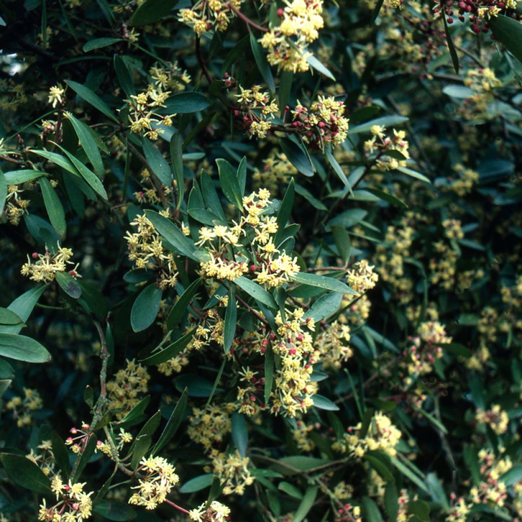 Drimys aromatica - Tasmaanse bergpeper