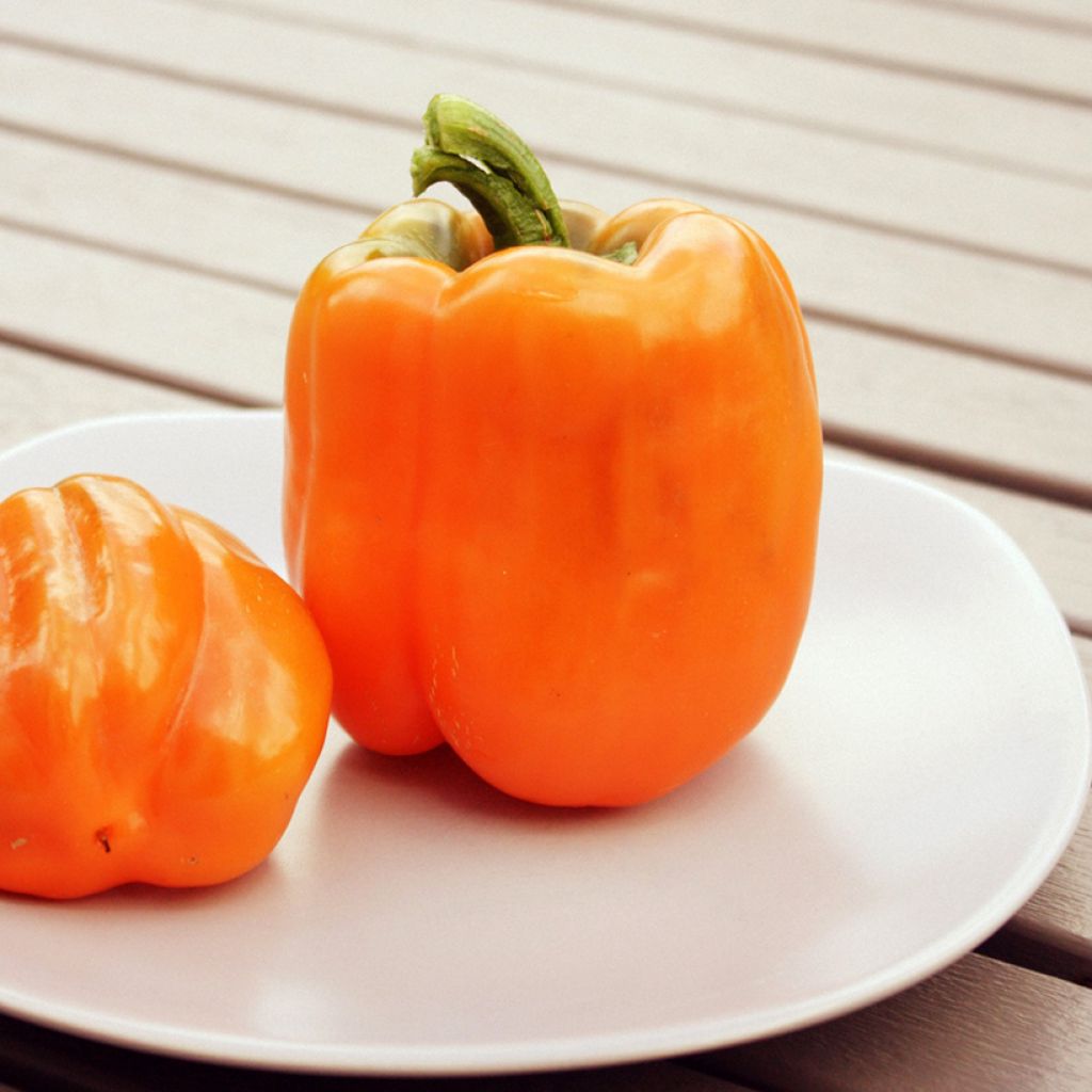 Paprika California Orange Wonder BIO - Ferme de Sainte Marthe