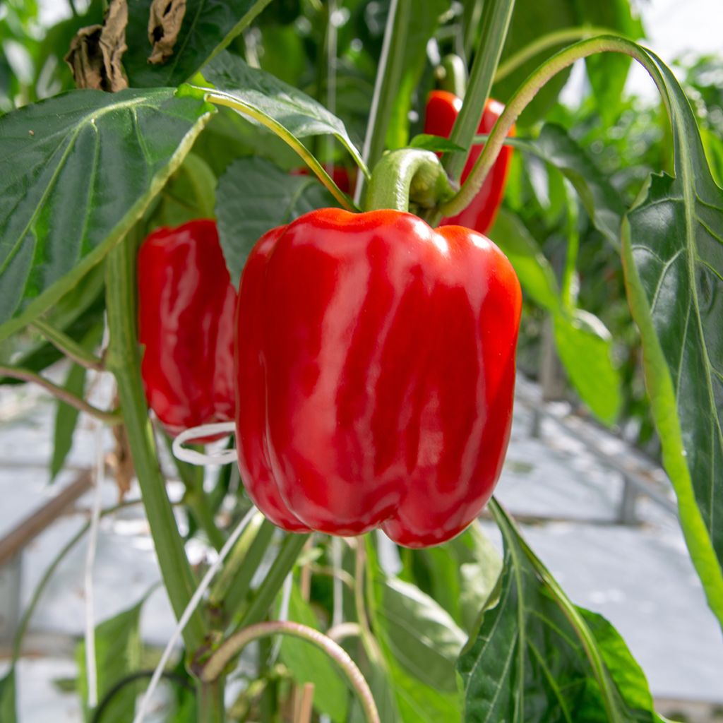 Paprika California Wonder