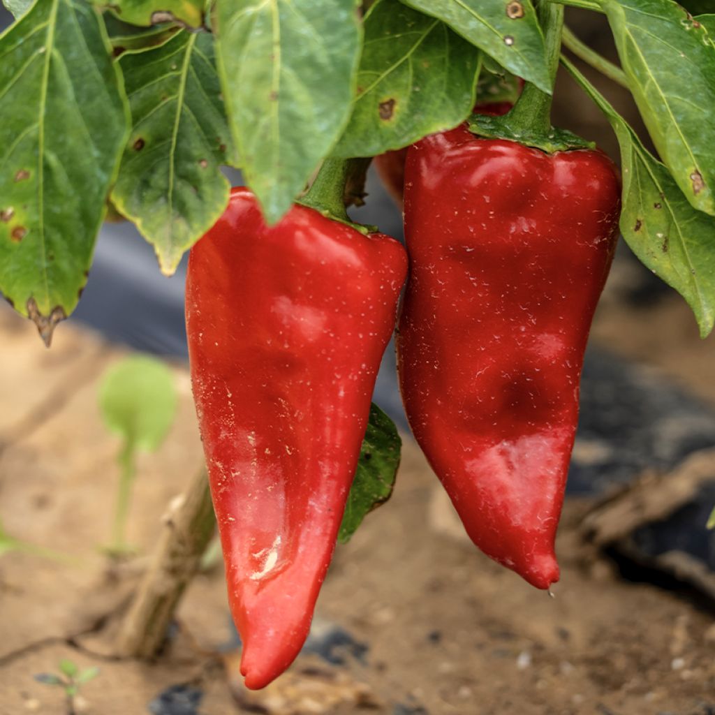 Paprika Piquillo BIO