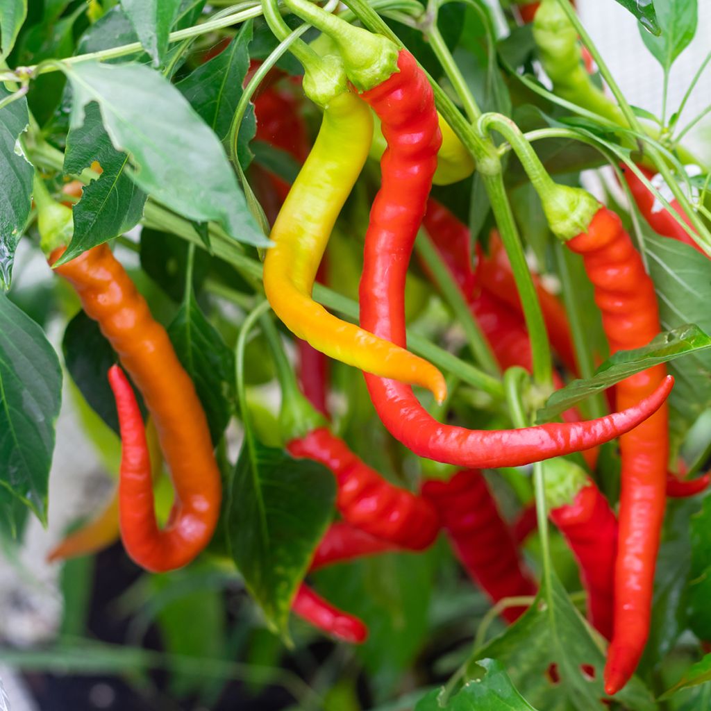 Paprika Sigaretta di Bergamo BIO - Ferme de Sainte Marthe