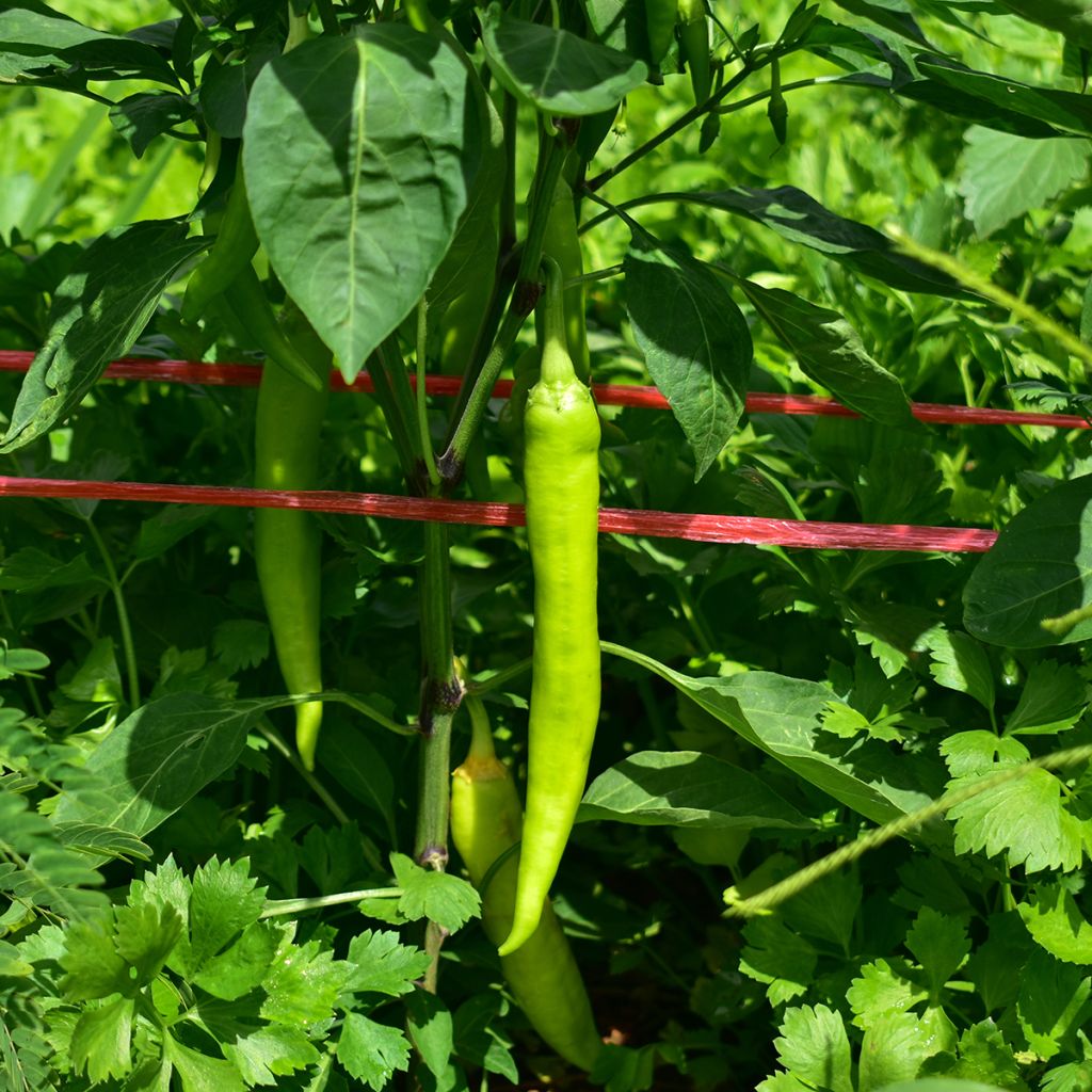 Paprika Sweet Banana