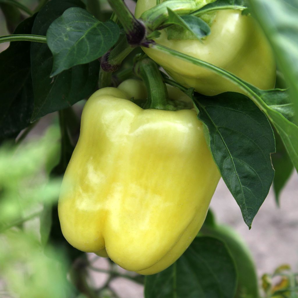 Paprika White Bell
