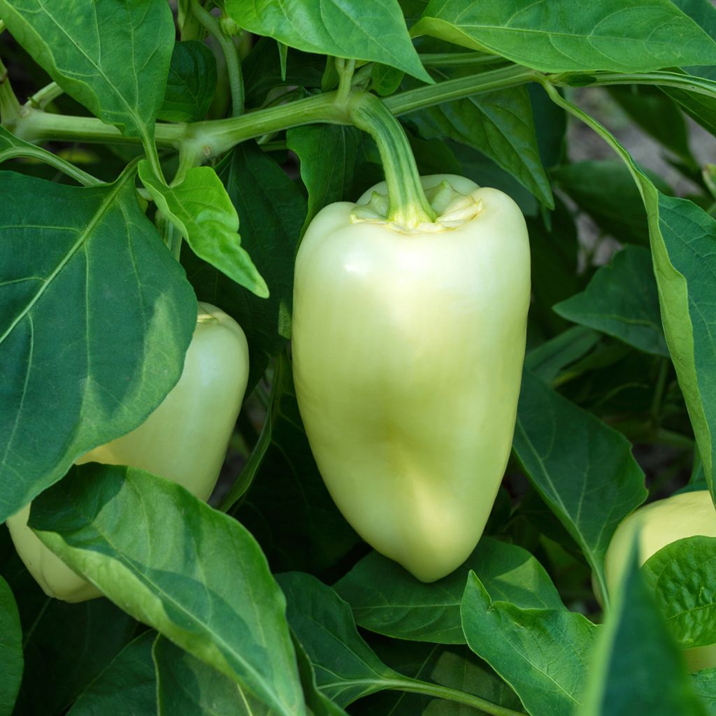 Paprika White Bell