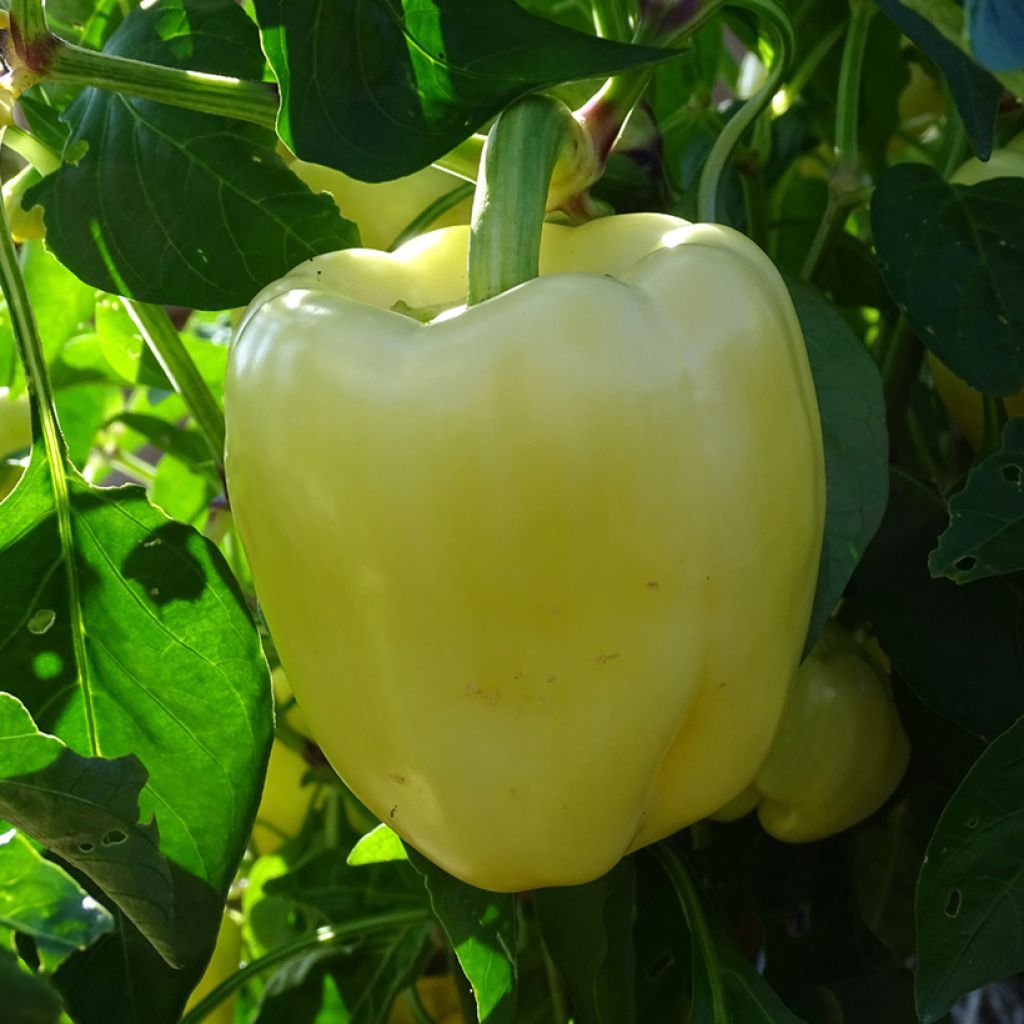 Paprika Bellkaro F1 (jonge planten)