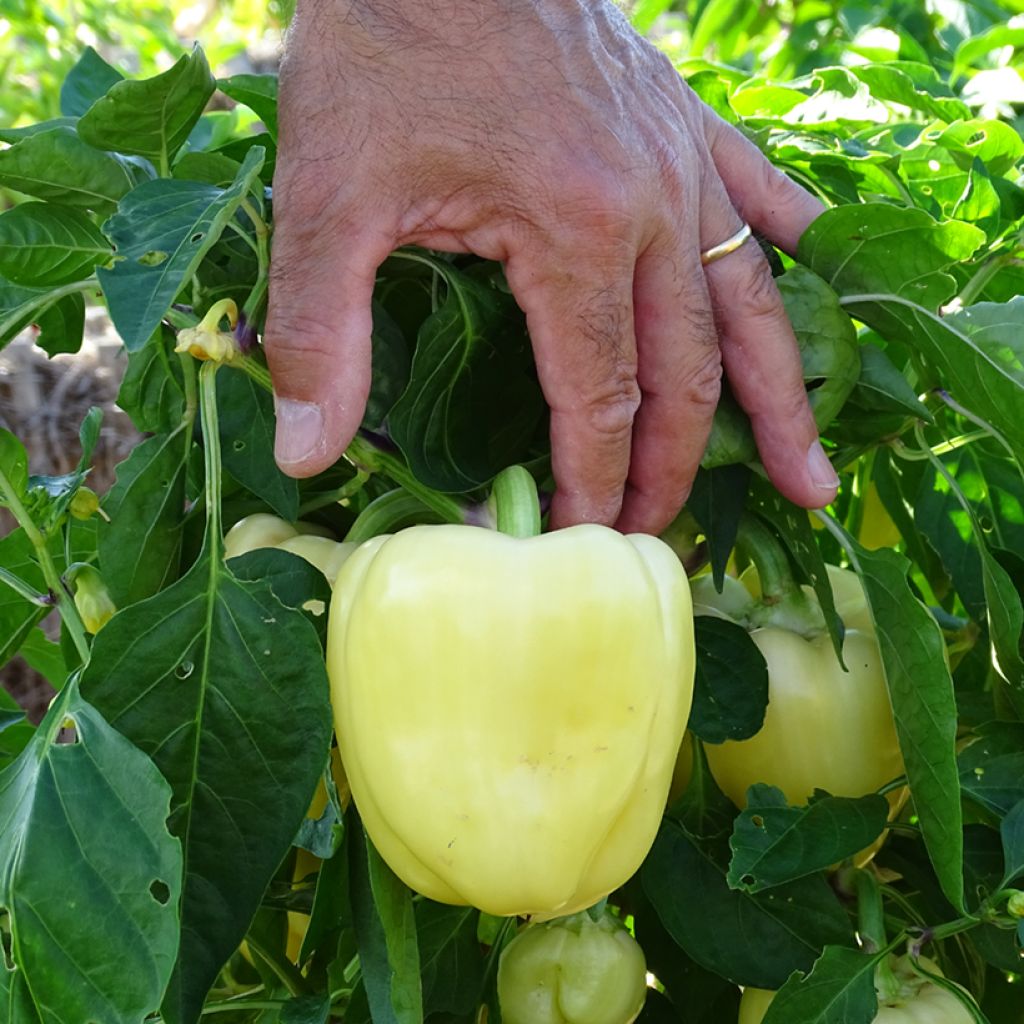 Paprika Bellkaro F1 (jonge planten)