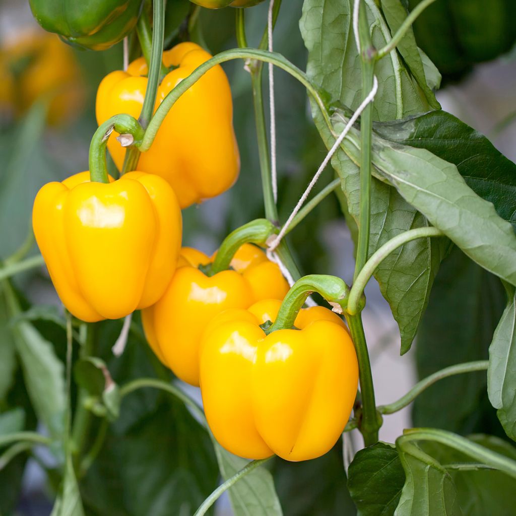 Paprika Carré d'Asti Jaune BIO - Ferme de Sainte Marthe