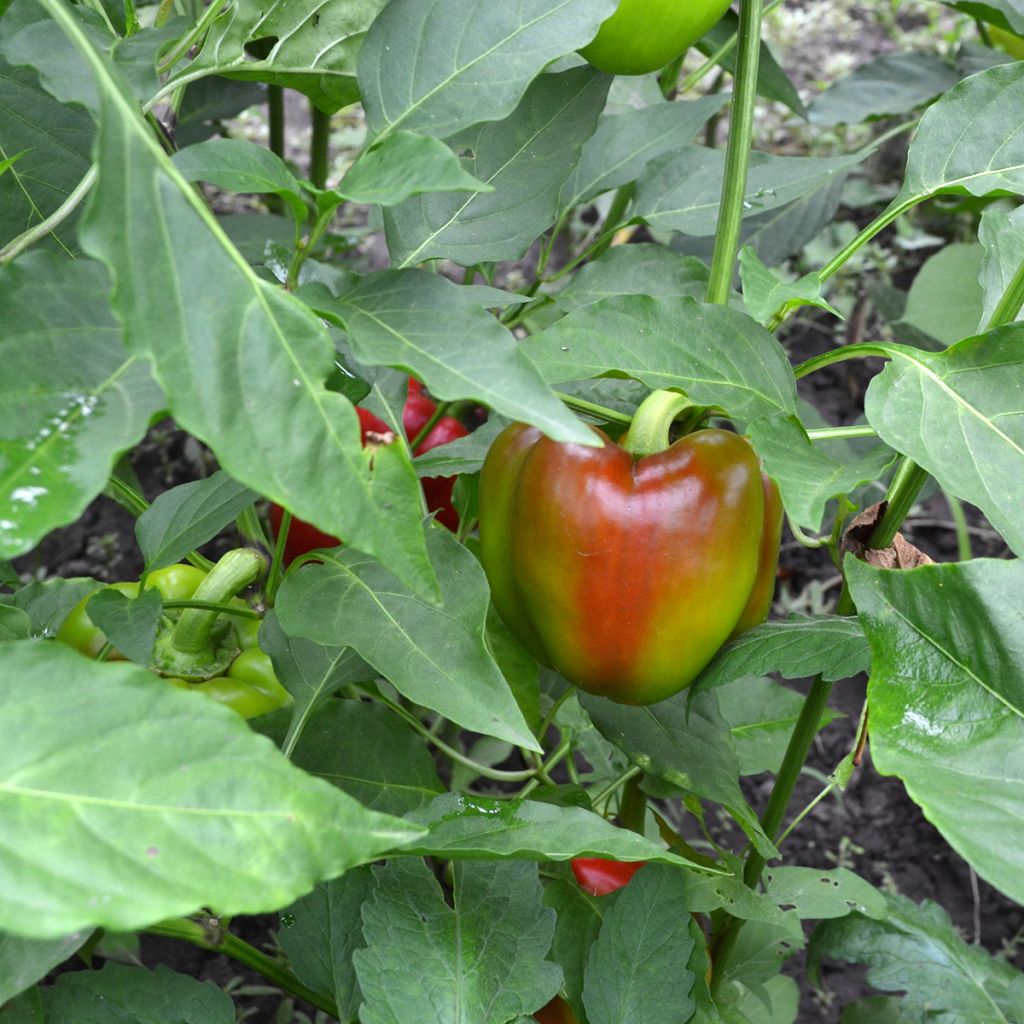 Paprika California Wonder BIO