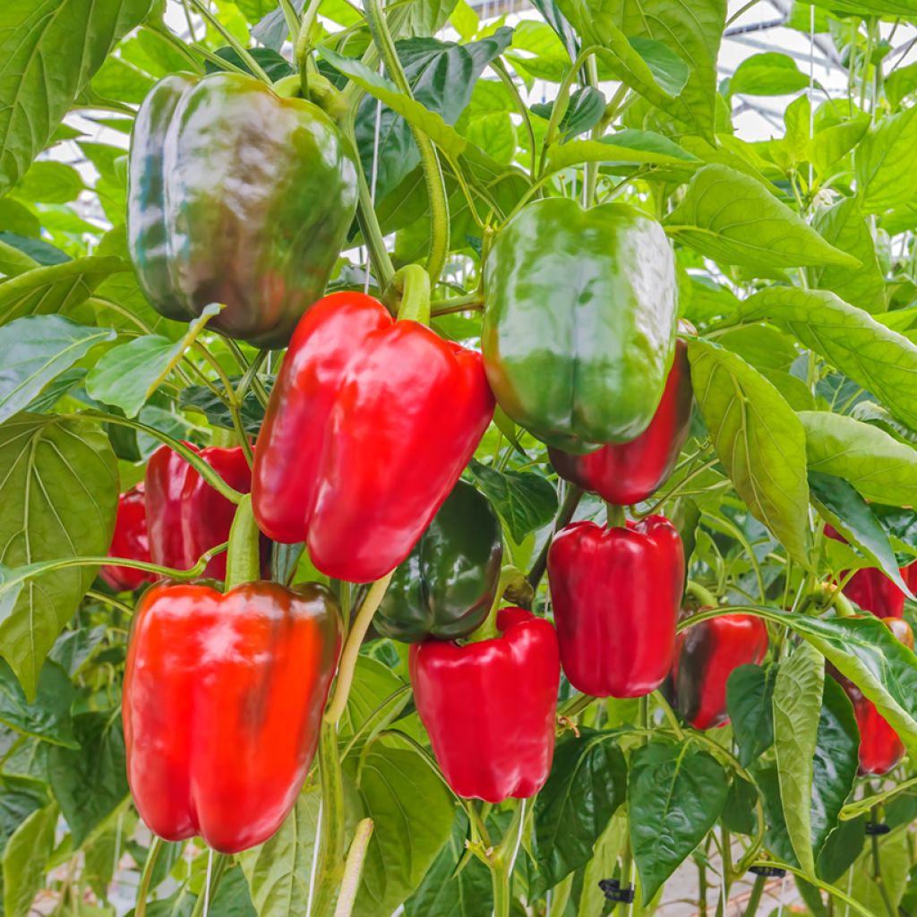 Paprika Jericho F1 (jonge planten) BIO