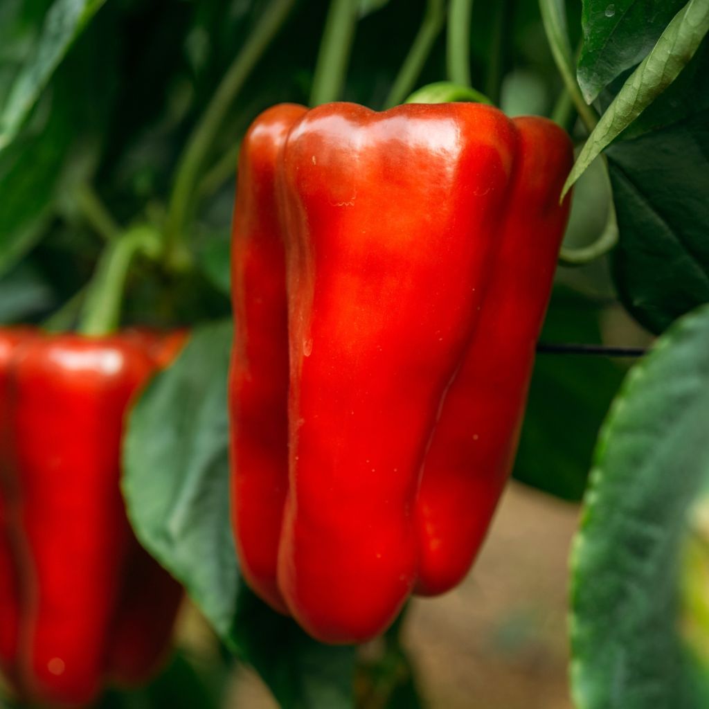 Paprika Lamuyo F1 (jonge planten - geënt)